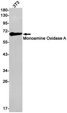 MAOA Antibody