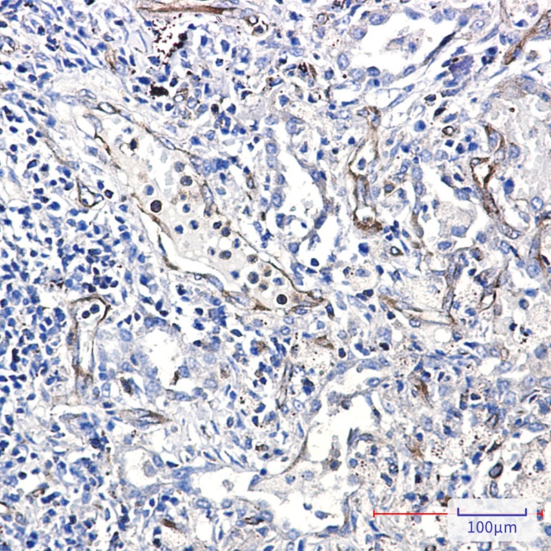 Moesin Rabbit mAb