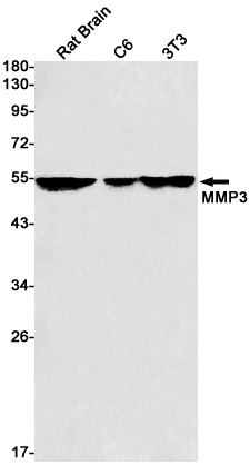 MMP3 Antibody