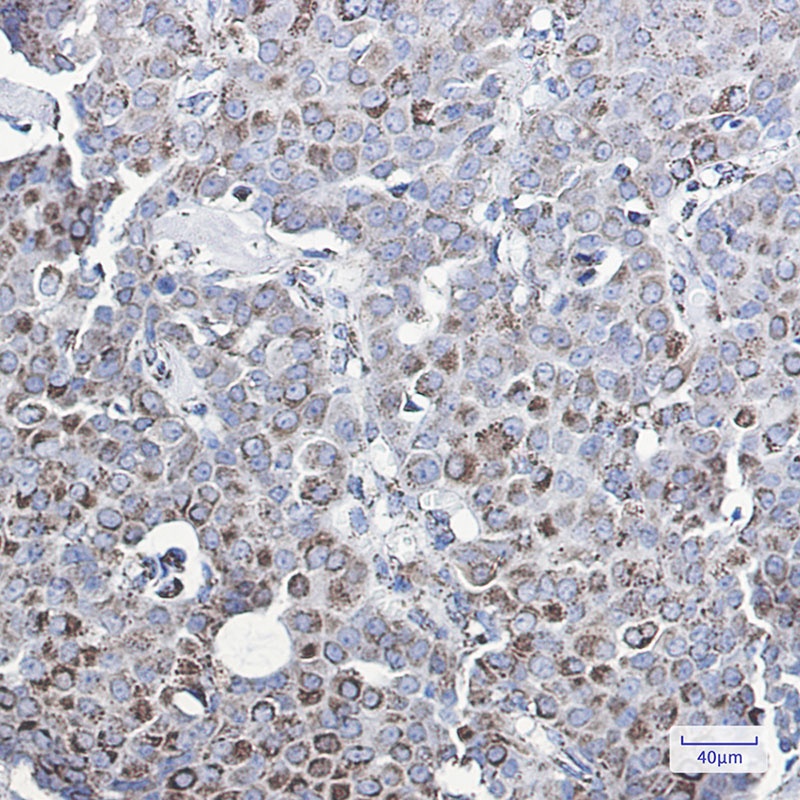 MMP3 Antibody
