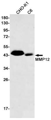 MMP12 Rabbit Monoclonal Antibody