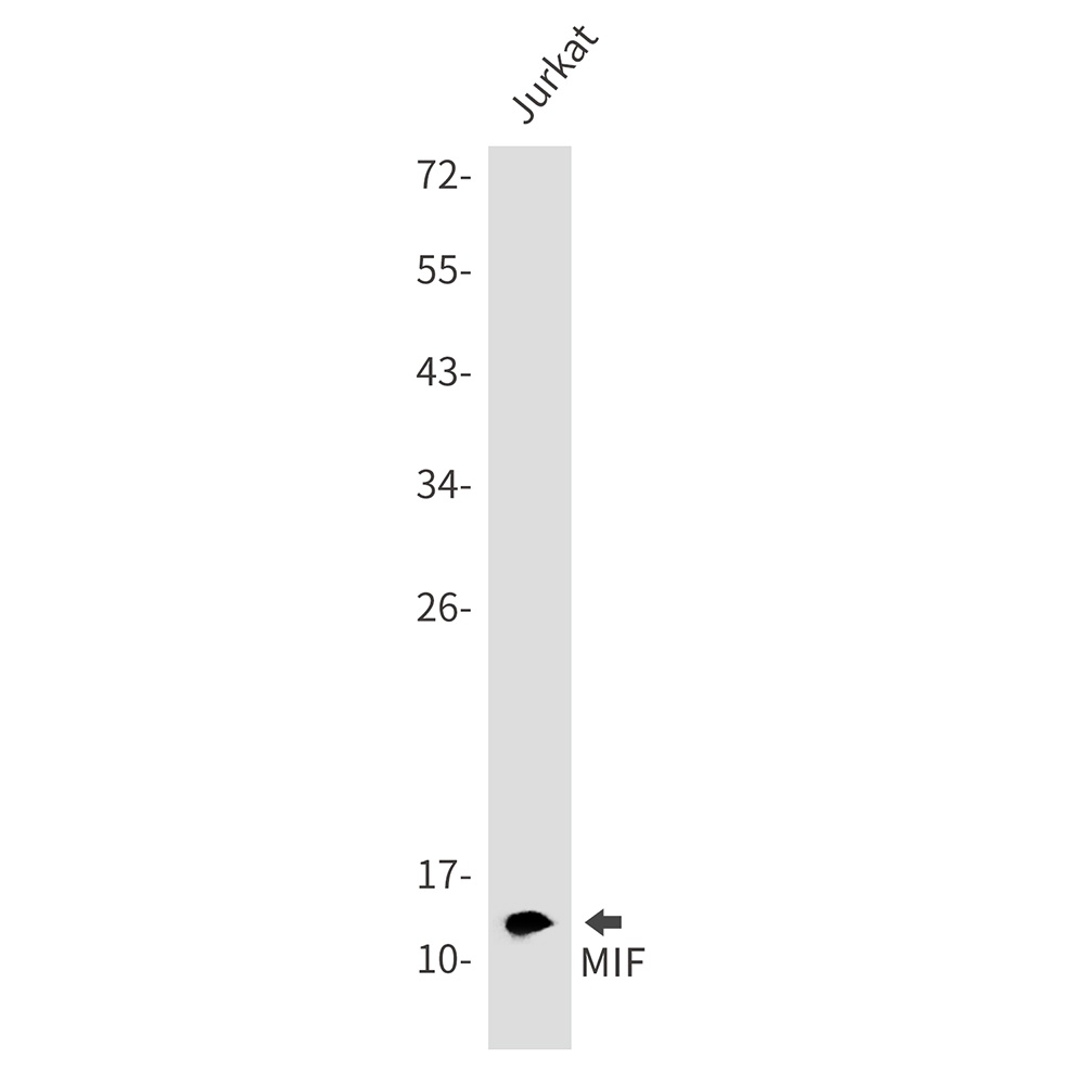 MIF Antibody