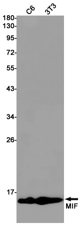 MIF Antibody