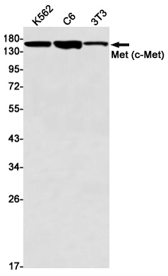 MET Antibody