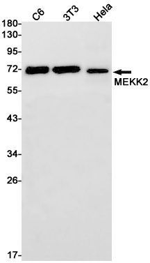 MAP3K2 Antibody