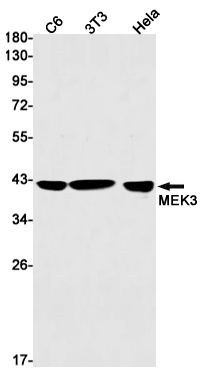 MAP2K3 Antibody
