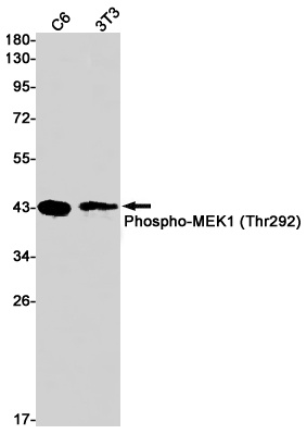 MAP2K1 Antibody