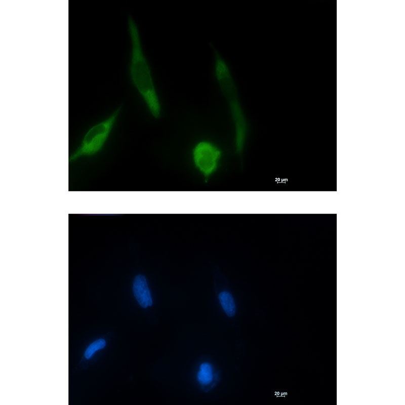MAP2K1 Antibody