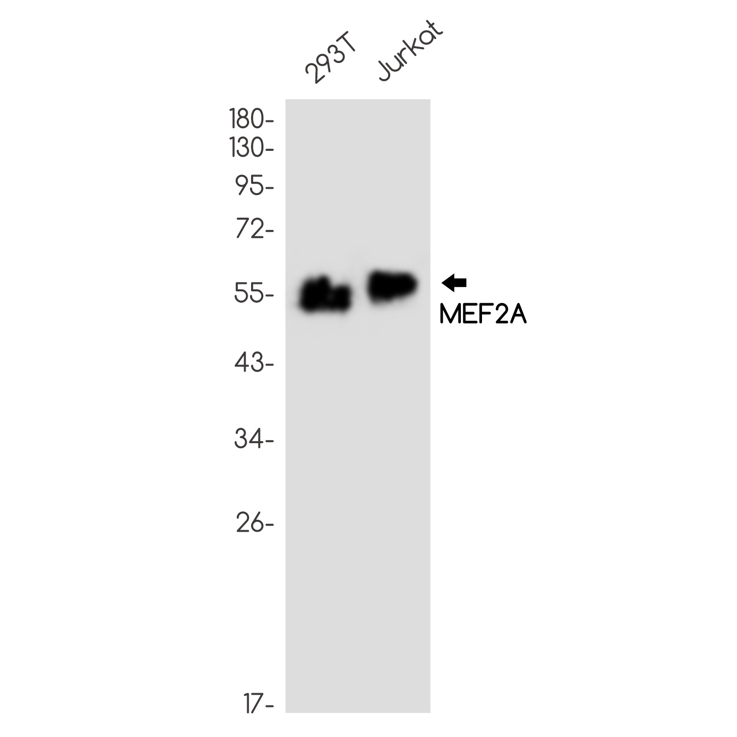 MEF2A Antibody