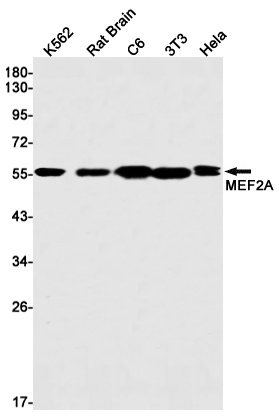 MEF2A Antibody