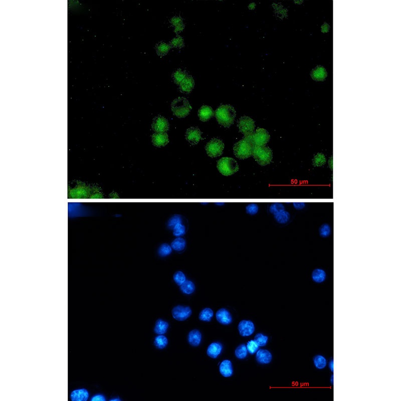 MEF2A Antibody