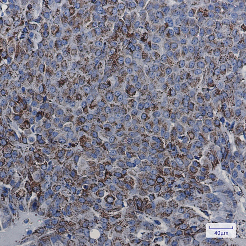 MDH2 Rabbit Monoclonal Antibody