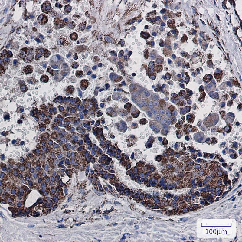 MDH2 Rabbit Monoclonal Antibody