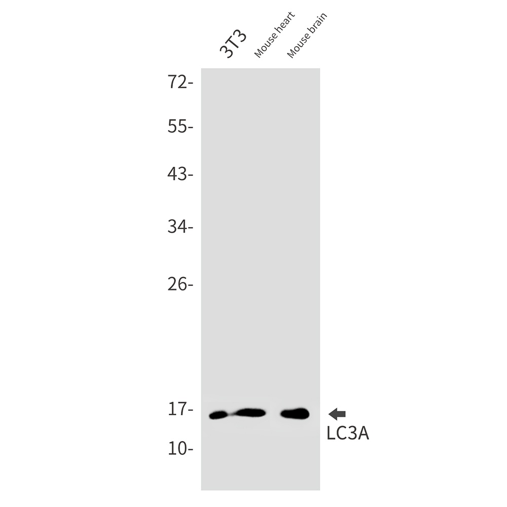 MAP1LC3A Antibody