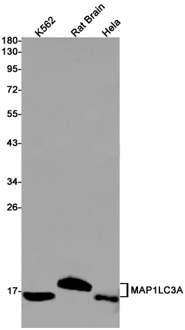 MAP1LC3A Antibody