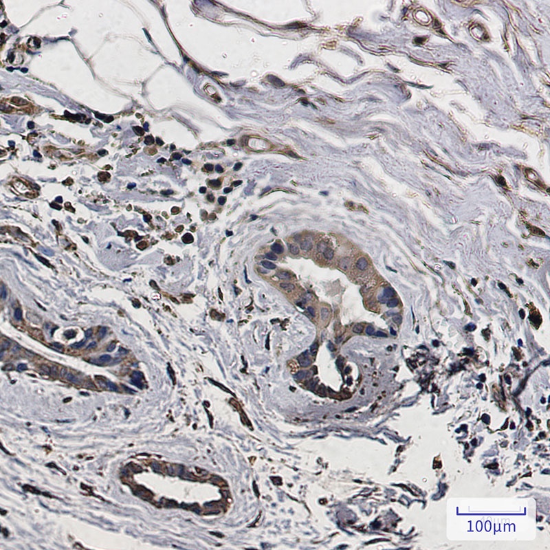 MAP1LC3A Antibody