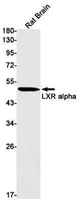 LXR alpha Rabbit Monoclonal Antibody