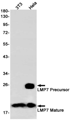 Proteasome beta 8 Rabbit mAb