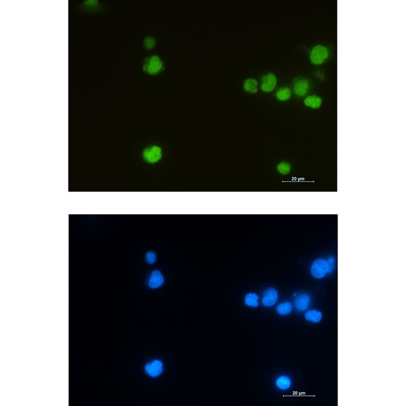 LEF1 Antibody