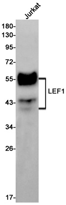 LEF1 Antibody