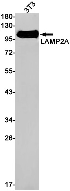 LAMP2 Rabbit mAb