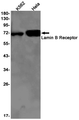 LBR Antibody