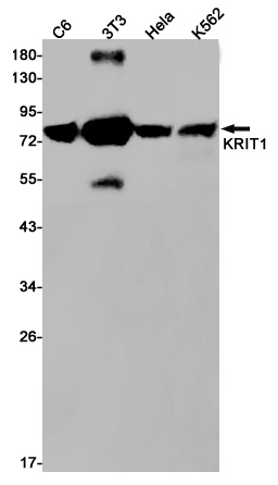 KRIT1 Antibody