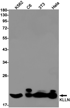 KLLN Antibody