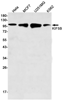 KIF5B Antibody