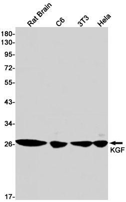 KGF Rabbit mAb