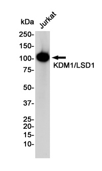 KDM1A Antibody