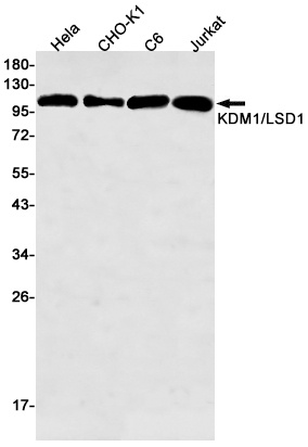 KDM1A Antibody