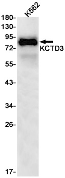 KCTD3 Antibody