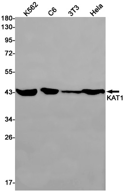 HAT1 Antibody