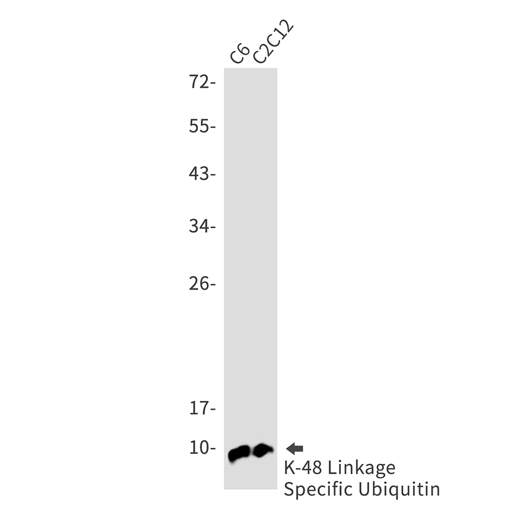 UBB Antibody