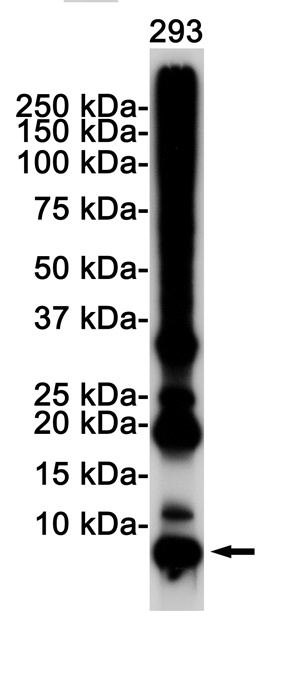 UBB Antibody