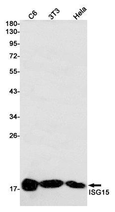 ISG15 Antibody