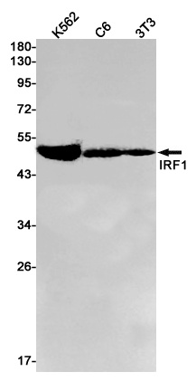 IRF1 Antibody