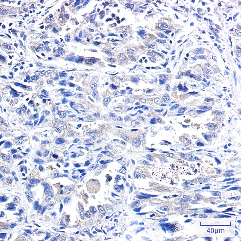 IRF1 Antibody