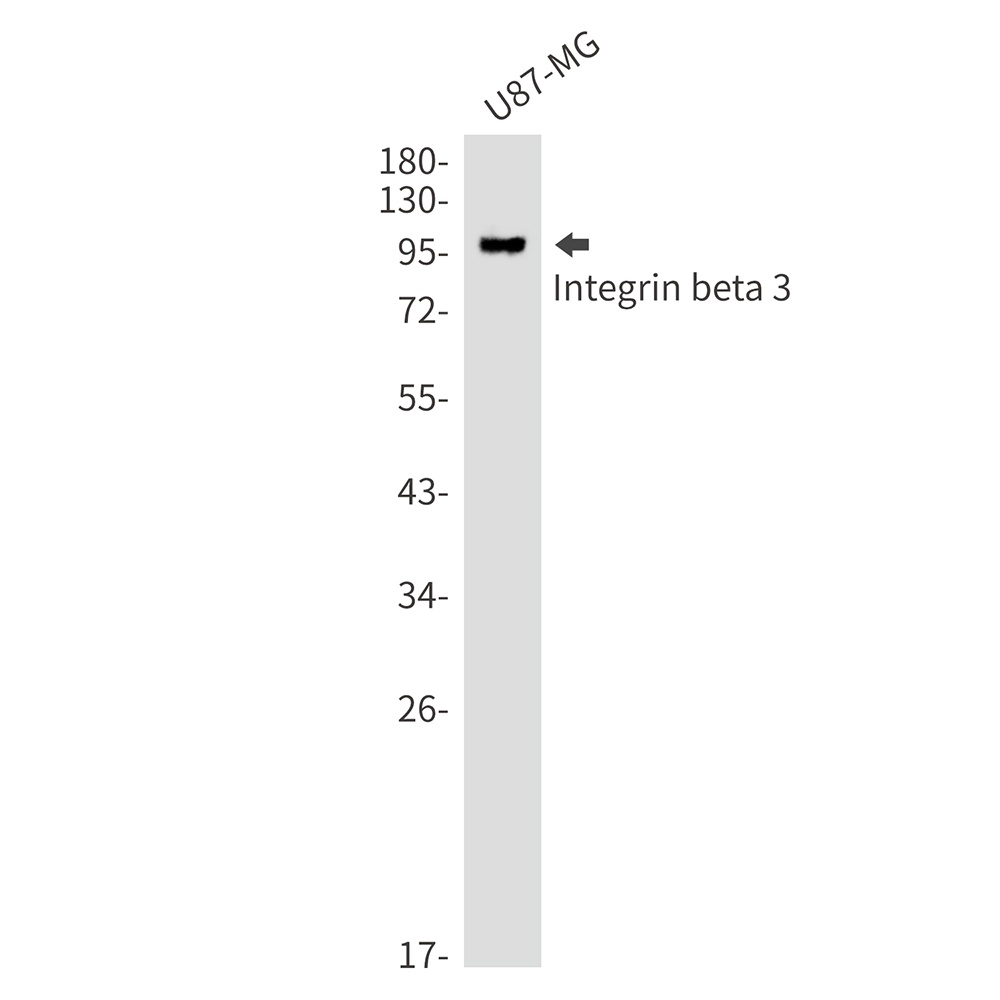 ITGB3 Antibody
