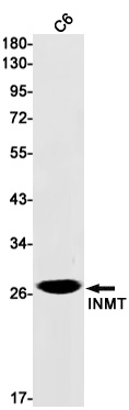 INMT Antibody