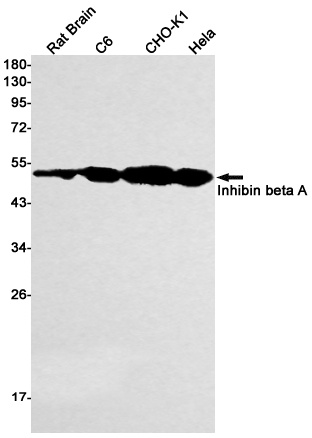 Inhibin beta A Rabbit Monoclonal Antibody
