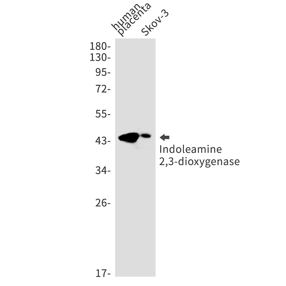 Indoleamine 2,3-dioxygenase Rabbit mAb