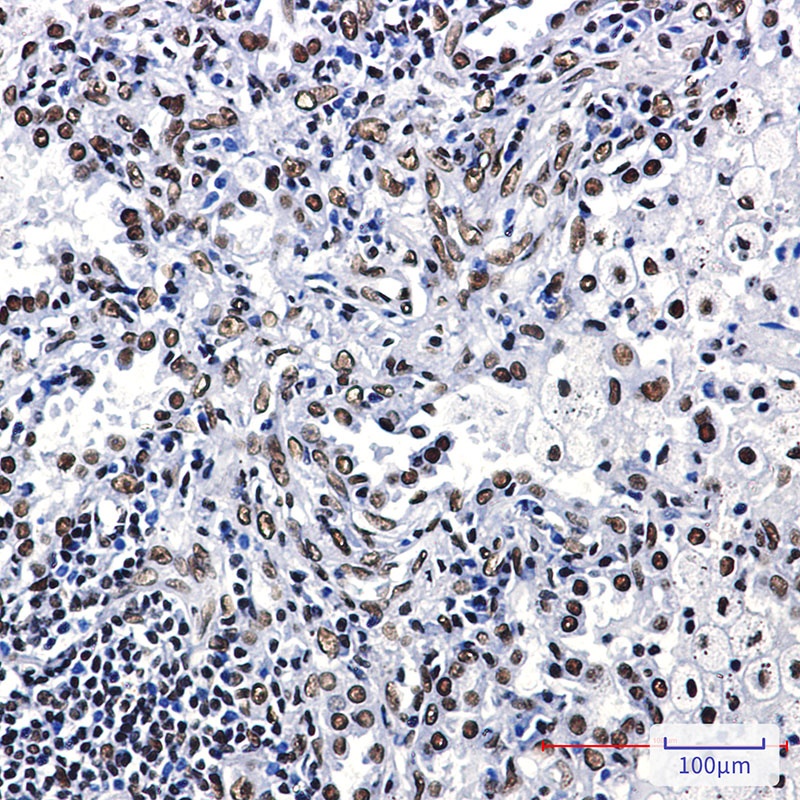 ILF3 Rabbit mAb