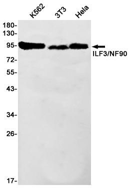ILF3 Rabbit mAb