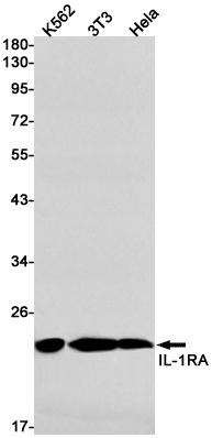 IL1RN Antibody