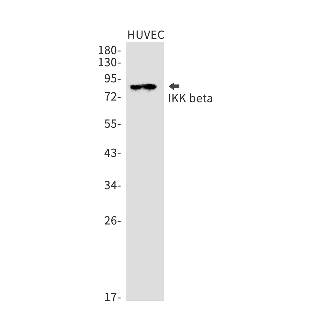 IKBKB Antibody