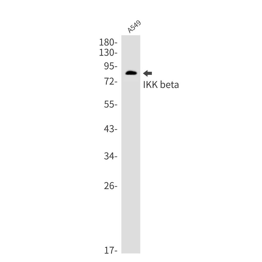IKBKB Antibody