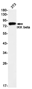 IKBKB Antibody