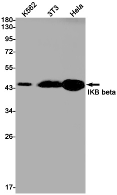 NFKBIB Antibody